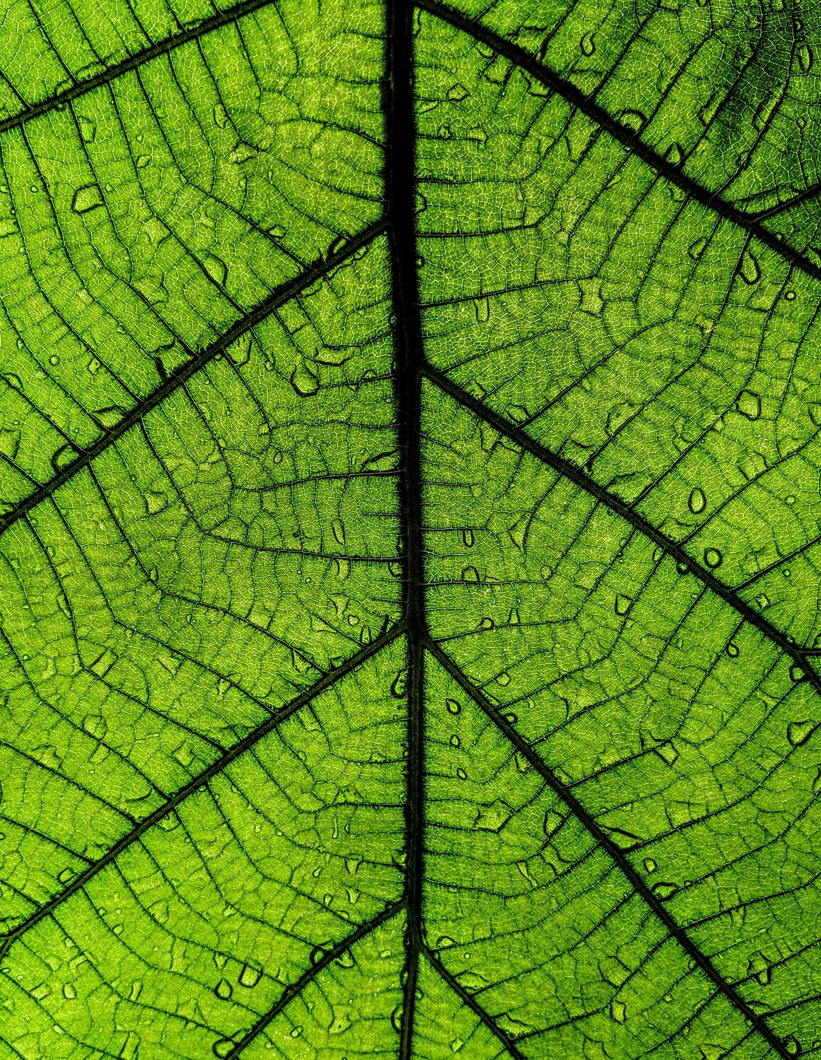 honeyghumaan01-leaf-4339860_1920.jpg photo by honeyghumaan01 at pixabay.com