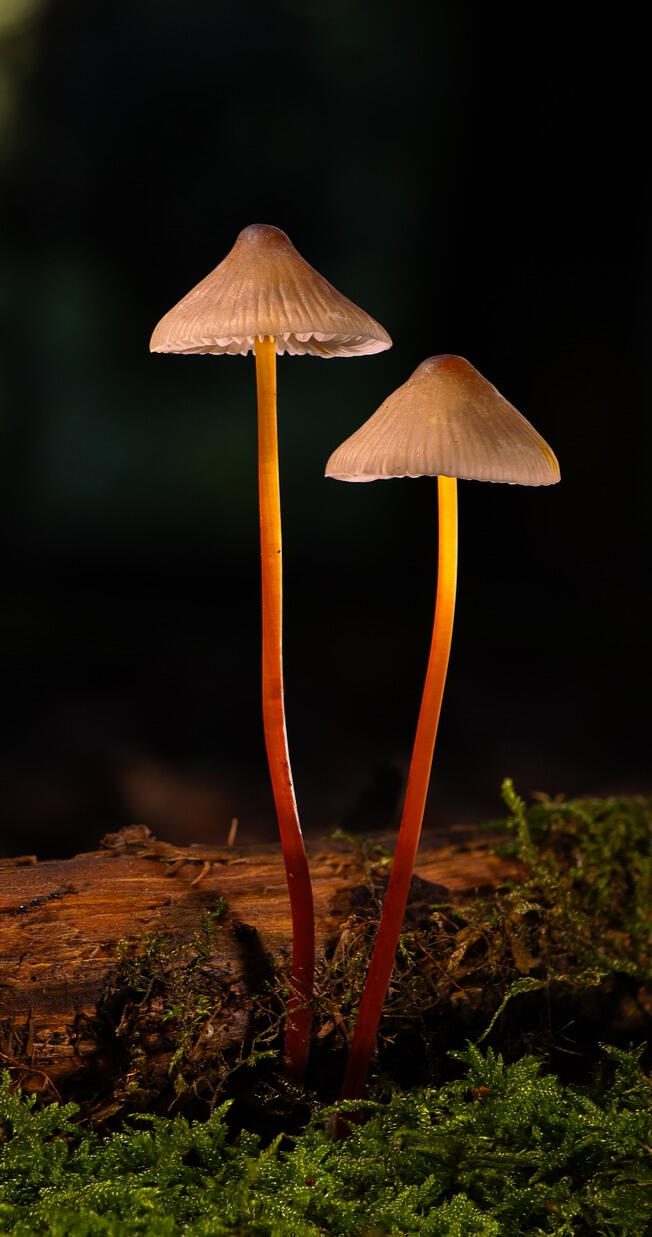 adege-mushroom-9883036_1920.jpg photo by adege at pixabay.com